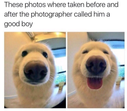 Respectful Memes