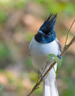 wapiti3:  The Asian Paradise Flycatcher (Terpsiphone