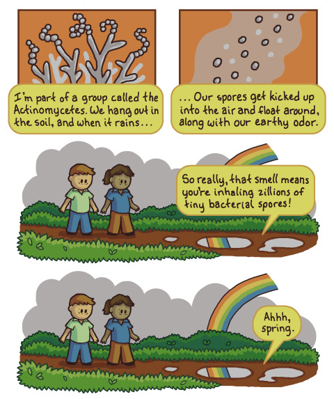canisfamiliaris:Happy spring, nature lovers!Actinobacteria (actinomycetes), Geosmin, and Petrichor. 