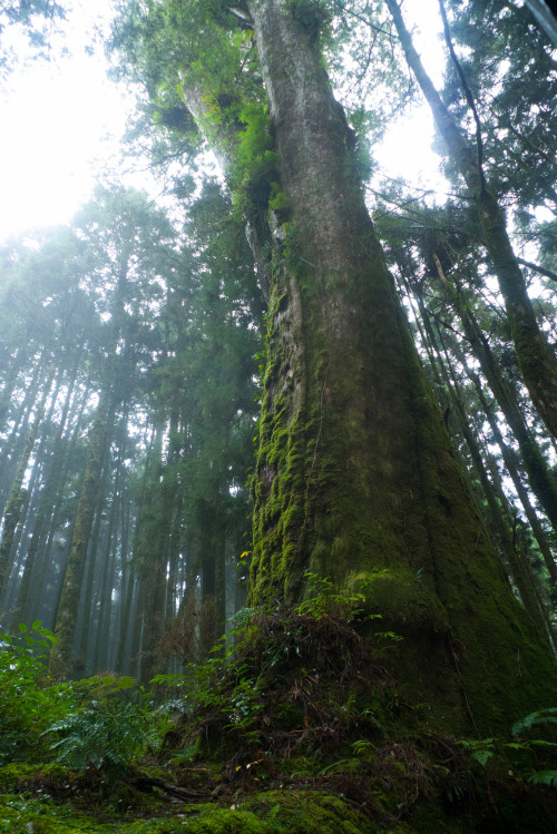 90377: 阿里山 by bass hou