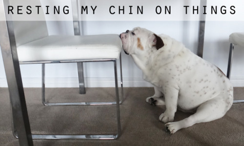 Porn photo porkchopthebulldog:  Resting my chin on things.
