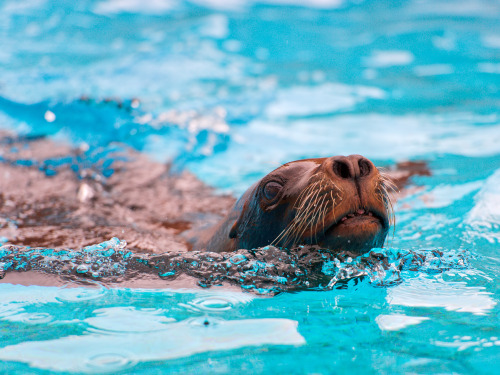 tulipnight:  Portrait of a sea lion in the water by Tambako the Jaguar on Flickr.