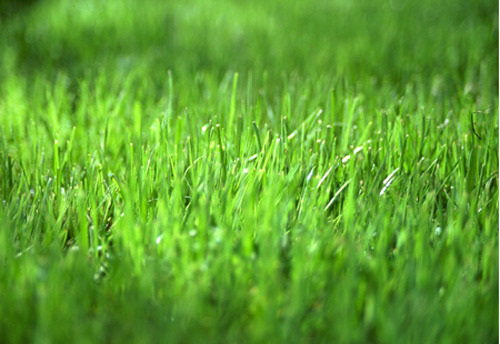 mausundpferd:  Féar gortach Hungry Grass, or Fairy Grass, is an Irish myth. It may have forme