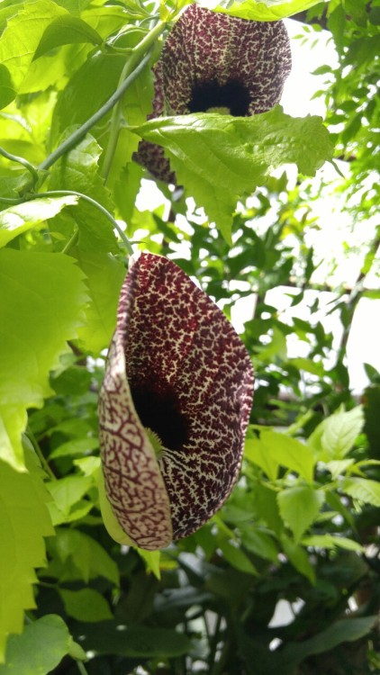 Aristolochia littoralis is in the family Aristolochiaceae. Commonly known as calico flower, or dutch