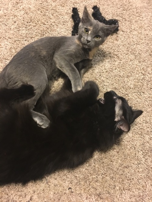 A most intense fight scene with @witchhazelthecat