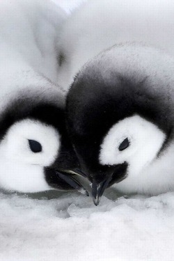 funnywildlife:  Cute lil penguin chicks