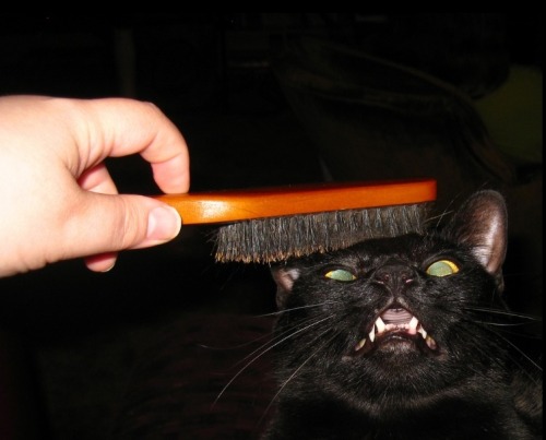 mostlycatsmostly:Etrigan’s new brush - He loves it. (by Naamah Darling) (via naamahdarling.tumblr)