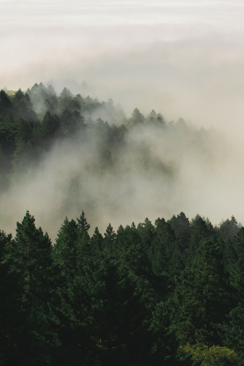 lvndscpe: Mill Valley, United States | by Josh Felise