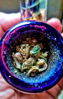 shelovesplants:  Girl Scout cookie bowl looking pretty 🍪💨💕🍪💨💕