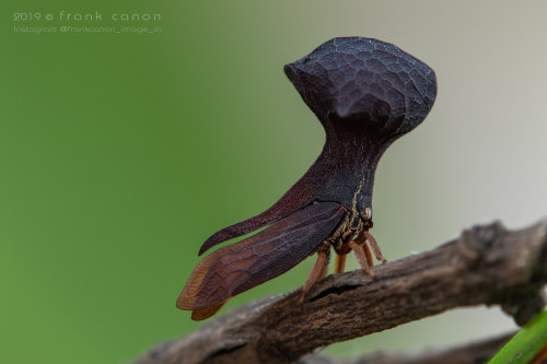 onenicebugperday: Bulbous-headed treehopper, Funkhouserella bulbiturris, Membracidae Photographed in