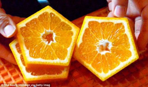 sixpenceee:Farmers in Japan have created pentagon-shaped fruits. The iyokan citrus fruits or Gokaku 