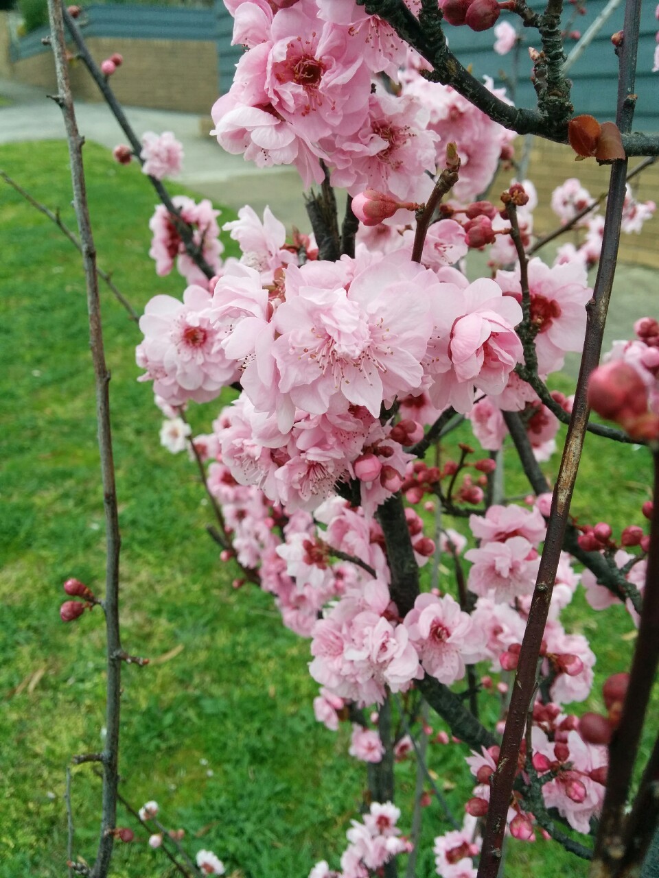 sungodprime:  Spring is nearly here! 