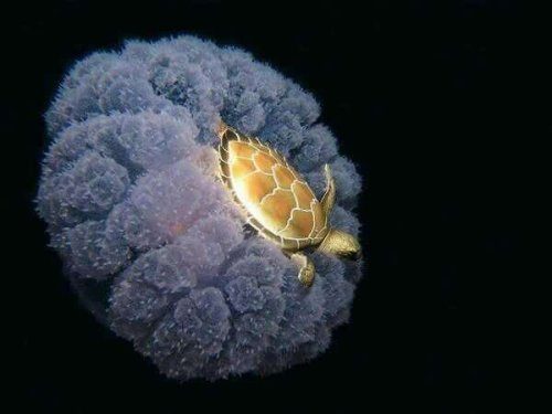 cutereptiles: millstoney: You may be cool, but you’ll never be turtle-riding-a-jellyfish cool 