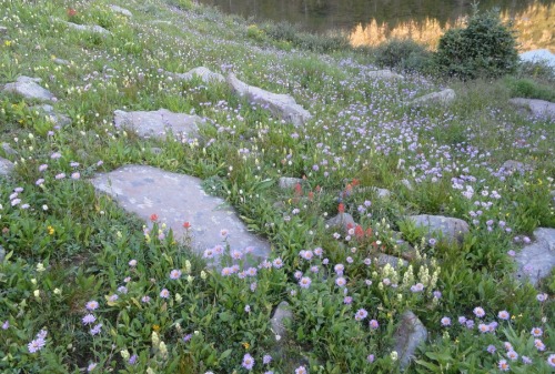 a-dormant-blog: Aster and paintbrush flowers in abundance / 8.9.14 - 8.10.14.