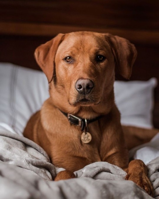 Whitney Dog Fucker
