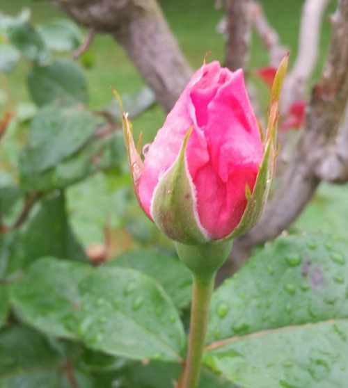 rainbowjay2:Spring Roses in the Rain!