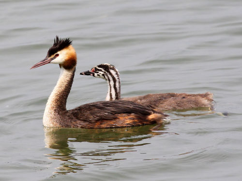 Great crested grebe (Podiceps cristatus)The great crested grebe is a member of the grebe family of w