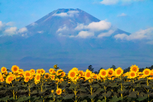 expressions-of-nature:  Mount Fuji, Japan by Shinichiro Saka