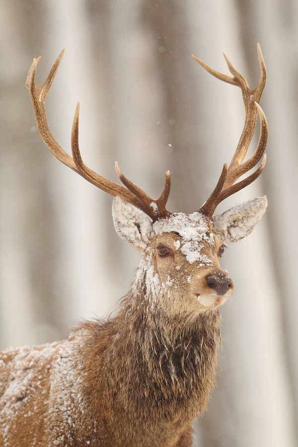 drxgonfly:  True Royal (by John Betts) 