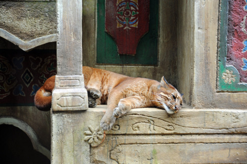 ccaracal:Asiatic Golden Cat (Pardofelis temminckii) (by Snap Man)