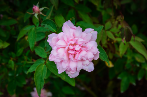 botanical-photography:Rose hybrid “Miss Caroline” [1200x900] Source: imgur.com/ZD