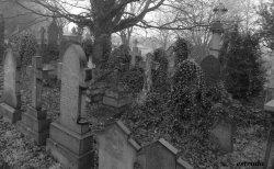 tapho-phile:  The Ivy Takes Over The Cemetery