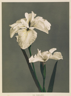 nobrashfestivity:  Ogawa Kazumasa, Hand-Coloured Photographs, Iris, 1896more