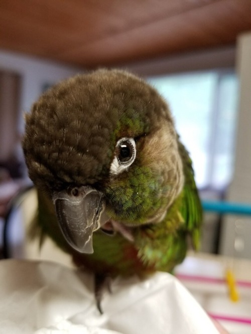 myfeatheredflock:It’s this stinker’s 7th hatchday today!! He’s nippy and loud and 