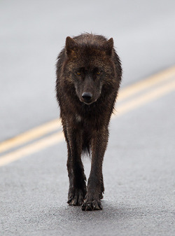 wolveswolves:  Wolf at Yellowstone National Park by Max Waugh