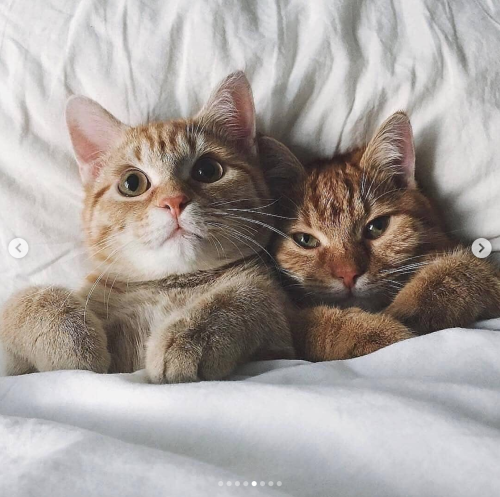 justcatposts: So much love  via @anyagrapes