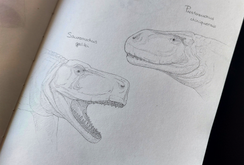 Some Sketches Of Triassic Stem-crocodiles (Prestosuchus Chiniquensis And Saurosuchus Galilei)