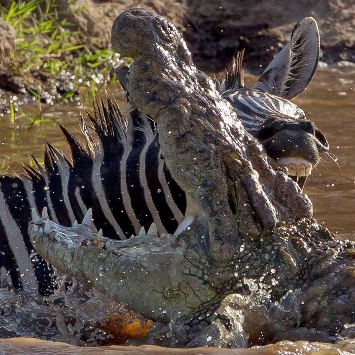 funnywildlife:  The moment a feisty zebra bit back at a hungry crocodile while it