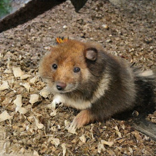 species-ambiguous mammals from ganbreeder