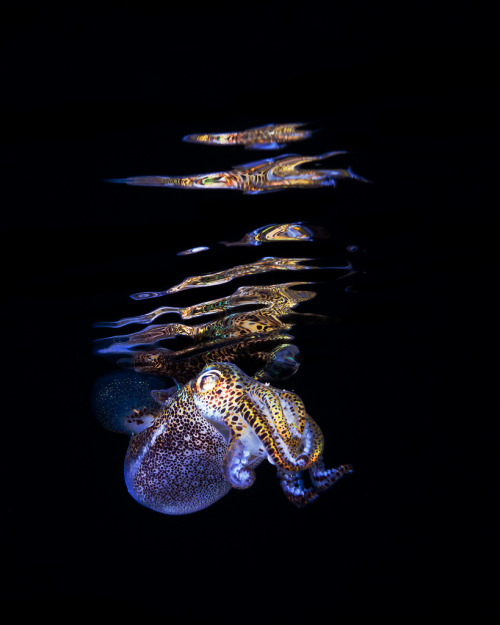 radivs: Bobtail Squid, Euprymna berryi by Todd Bretl “A bobtail squid at night. Taken during a