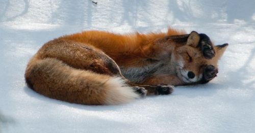 wolverxne:Photographer Tim Carter captured these adorable images of this Red Fox playing, stretching and sleeping in the snow. 
