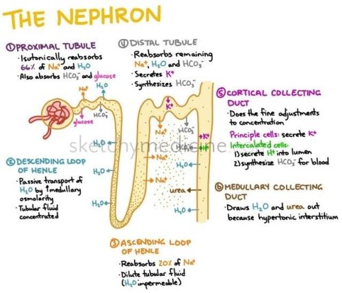 Review of the Kidney for 2015 MCAT! Pay attention to wear things are absorbed and how they are absor