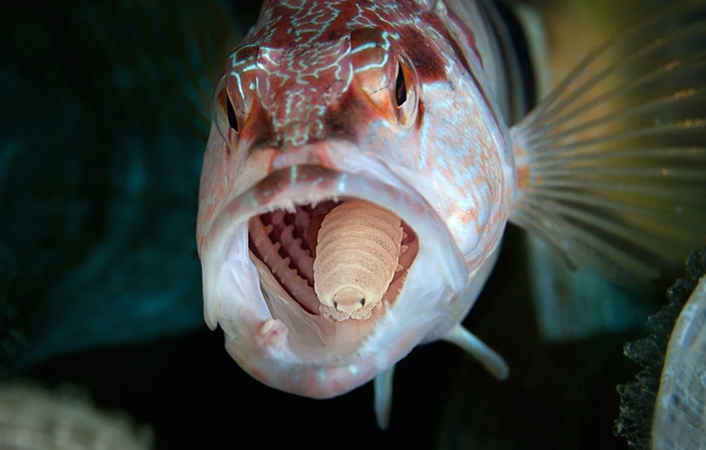 • Phylum: Arthropoda
• Subphylum: Crustacea
This is the Cymothoa Exigua, more commonly known as the tongue-eating louse. It is a parasitic crustacean and will crawl into the fish through it’s gills. The female will then attach itself to the fish’s...