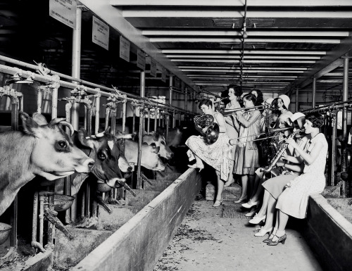 musicbabes:  All Girl Band Serenading Cows, by Angus B. McVicar, August 1930. 