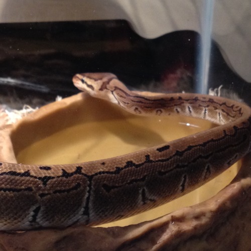 depraved-moon:New pinstripe ball python, but no name. Any ideas for her?