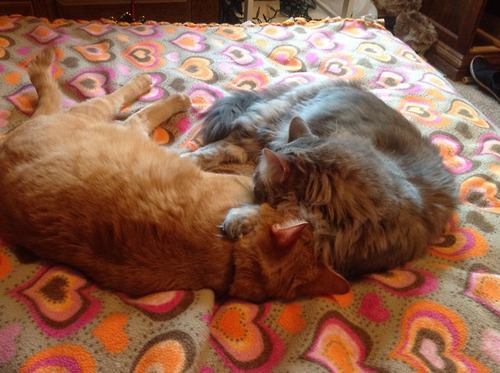 thepaisleyelf:  have I talked about how my two cats love each other so much and they literally do everything together and they’re always piled all over each other like     even when they’re not sleeping they’re just hanging out         
