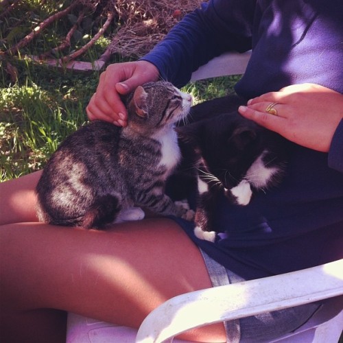 So hard to work when #kittens are crawling all over you! #greekcats