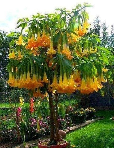bluepueblo:  Angels Trumpets, Puerto Rico photo via caribbean 