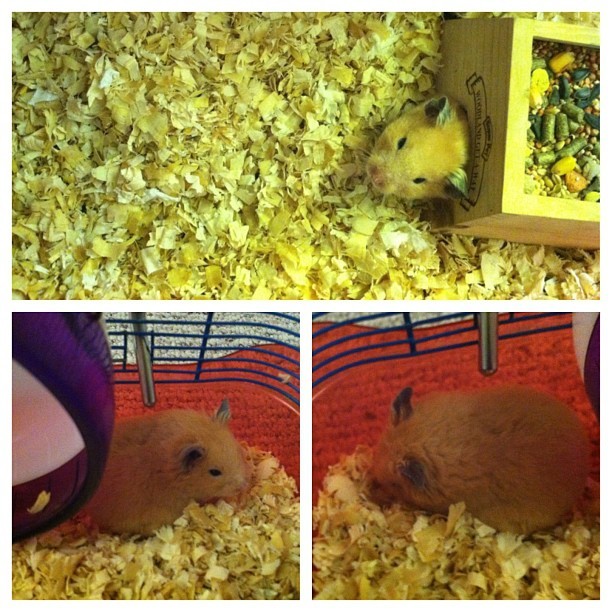 The baby is home and sleeping like a Hammy 🐹☺