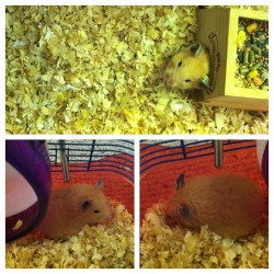 The Baby Is Home And Sleeping Like A Hammy 🐹☺