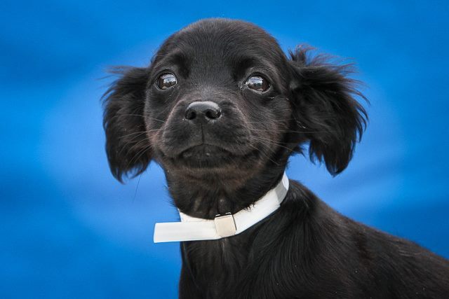 uhapets:  PETUNIA is a dollish two-month-old black and white female long-haired Dachshund