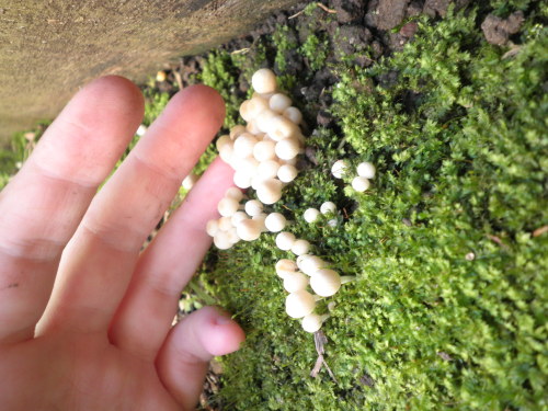 thesleepingfawn:the mushrooms came back!everything is so green and the yard smells so cleanthe grass