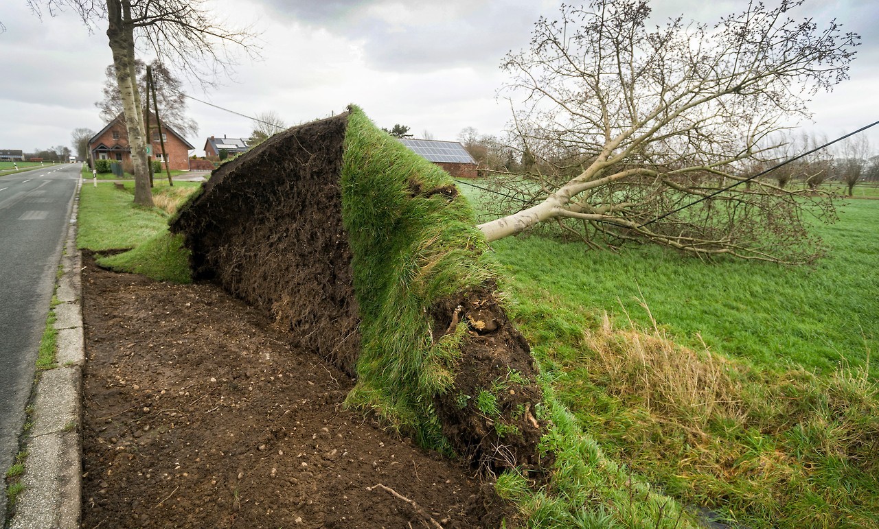 FUERTE TEMPORAL EN ALEMANIA. Una persona murió y varias resultaron heridas en el oeste de Alemania por la caída de árboles y ramas derribados por los vientos del temporal Friederike, que azota el país y ha obligado a paralizar el tráfico ferroviario...