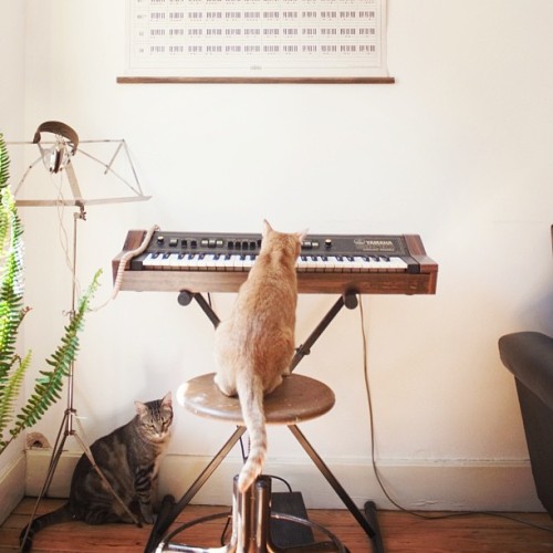 Cats Love Music!Just not necessarily your music. “All mammals are born with templates of sound