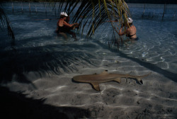 unrar:    Visitors share watery space with turtles, rays, and a dozen blacktip sharks at the Lagoonarium. The sharks are fed by caretakers and pose no threat to tourists, Jodi Cobb..