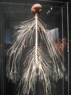 ragecomics4you:  Body World: This is your nervous systemhttp://ragecomics4you.tumblr.com